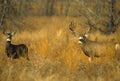 Mule Deer Buck and Doe