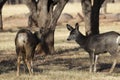 Mule Deer Buck and Doe in Capitol Reef National Park Utah in Autumn Royalty Free Stock Photo