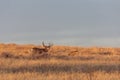 Mule Deer Buck and Doe in the Fall Rut Royalty Free Stock Photo