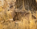 Mule Deer Buck Doe is shown bedded down in woods Royalty Free Stock Photo