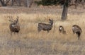 Mule Deer Buck and Does in Rut Royalty Free Stock Photo