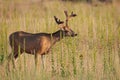 Mule Deer Buck eating a plant