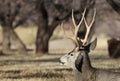 Mule Deer Buck in Fall in Capitol Reef National Park Utah Royalty Free Stock Photo