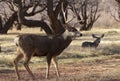 Mule Deer Buck in Fall in Capitol Reef National Park Utah Royalty Free Stock Photo