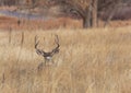 Mule Deer Buck in Fall in colorado Royalty Free Stock Photo