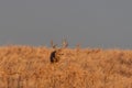 Mule Deer Buck in Fall in Colorado Royalty Free Stock Photo