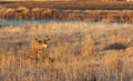 Mule Deer Buck in the Fall Rut Royalty Free Stock Photo