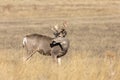 Mule Deer Buck in the Fall Rut Royalty Free Stock Photo