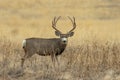 Mule Deer Buck in the Fall Rut Royalty Free Stock Photo