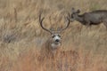 Mule Deer Buck Bedded in Fall in Colorado Royalty Free Stock Photo