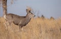 Mule Deer Buck During the Fall Rut Royalty Free Stock Photo