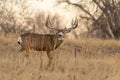 Mule Deer Buck in the Fall Rut Royalty Free Stock Photo