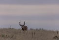 Mule Deer Buck in the Fall Rut Royalty Free Stock Photo