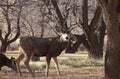 Mule Deer Buck in Fall in Utah Royalty Free Stock Photo