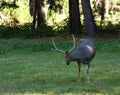 Mule deer buck feeding in a meadow