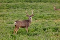 Mule Deer buck in a field at sunset Royalty Free Stock Photo