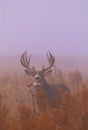 Mule Deer Buck in Fog Royalty Free Stock Photo