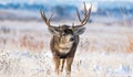 An Enormous Mule Deer Buck on a Cold Morning After a Snowstorm Royalty Free Stock Photo