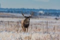 An Enormous Mule Deer Buck on a Cold Morning After a Snowstorm Royalty Free Stock Photo