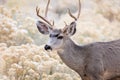 Mule deer buck in Grand Canyon National Park, Arizona Royalty Free Stock Photo