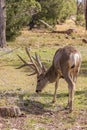 Mule Deer Buck Grazing Royalty Free Stock Photo