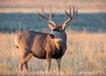 Mule Deer Buck Greeting the Rising Sun Royalty Free Stock Photo