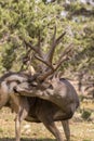 Mule Deer Buck Grooming Royalty Free Stock Photo