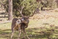 Mule Deer Buck Grooming Royalty Free Stock Photo
