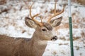 Mule Deer Buck Head and Shoulder Portrait in Winter Royalty Free Stock Photo