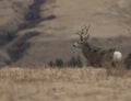 Mule deer buck headed for the hills Royalty Free Stock Photo