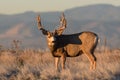 Mule Deer Buck on the High Plains of Colorado at Sunrise Royalty Free Stock Photo