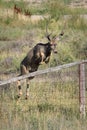 Mule deer buck jumping over fence Royalty Free Stock Photo