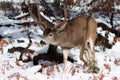 Mule deer buck with large antlers in snow Royalty Free Stock Photo