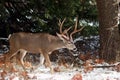 Mule deer buck with large antlers in snow Royalty Free Stock Photo