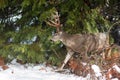 Mule deer buck with large antlers in snow Royalty Free Stock Photo