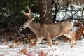 Mule deer buck with large antlers in snow Royalty Free Stock Photo