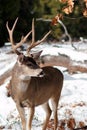 Mule deer buck with large antlers in snow Royalty Free Stock Photo