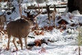 Mule deer buck with large antlers in snow Royalty Free Stock Photo