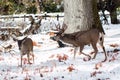 Mule deer buck with large antlers in snow Royalty Free Stock Photo