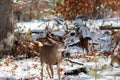 Mule deer buck with large antlers in snow Royalty Free Stock Photo