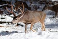 Mule deer buck with large antlers in snow Royalty Free Stock Photo