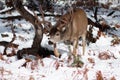 Mule deer buck with large antlers in snow Royalty Free Stock Photo
