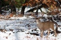 Mule deer buck with large antlers in snow Royalty Free Stock Photo