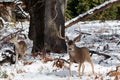 Mule deer buck with large antlers in snow Royalty Free Stock Photo