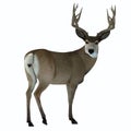 Mule Deer Buck