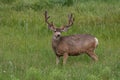 A Large Mule Deer Buck with Velvet Antlers