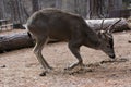 Mule Deer Buck laying