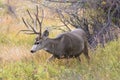 Mule deer buck with long tines