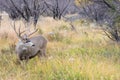 Mule deer buck with long tines by stream Royalty Free Stock Photo