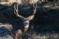 Mule Deer Buck Looking at You Royalty Free Stock Photo